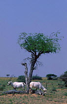 Arabian oryx feeding under tree {Oryx leucoryx} Oman Middle Eas