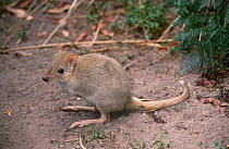 Tasmanian bettong {Bettongia gaimardi} captive Tasmania Australia