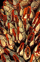 Goose barnacles feeding {Pollicipes sp} British Columbia Canada