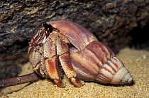 Land hermit crab {Coenobita sp} Madagascar