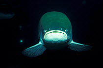 Giant arapaima {Arapaima gigas} the largest freshwater fish, captive, Brazil