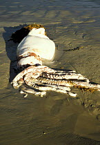 Giant squid washed up on beach {Architeuthis sp} Tasmania, Australia (set-up for filming)