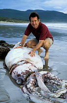 Nigel Marven with Giant squid washed up on beach {Architeuthis sp} Tasmania Australia