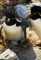 Rockhopper penguin on nest with egg {Eudyptes chrysocome / crestatus} Falkland Islands