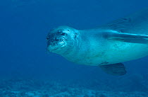 Hawaiian monk seal {Monachus schauinslandi} Midway Is Pacific Ocean
