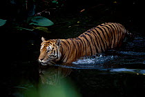 Sumatran tiger in water {Panthera tigris sumatrae} Singapore zoo (captive)
