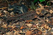 Armoured stump-tailed chameleon on forest floor {Brookesia permeata} Bemaraha, Madagascar