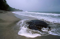 Leatherback turtle leaves sea to lay eggs {Dermochelys coriacea} Grand Riviere Trinida