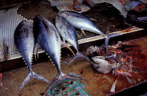 Yellow fin tuna at fishmarket {Thunnus albacares} Borneo, Indonesia