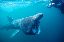 Diver photographing Basking shark feeding {Cetorhinus maximus} Cornwall UK NHU