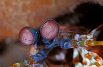 Mantis shrimp close-up of eye {Odontodactylus scyllarus} Sulawesi Indonesia
