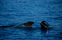 Mother young Short finned pilot whale {Globicephala macrorhynchus} Tenerife Canary