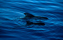 Mother young Short finned pilot whales {Globicephala macrorhynchus} Tenerife Canaries