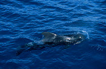 Short finned pilot whale {Globicephala macrorhynchus} Tenerife Canary Islands