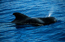 Short finned pilot whale {Globicephala macrorhynchus} Tenerife Canary Islands