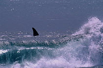 Killer whale in surf {Orcinus orca} Ile de la Possession Crozet Island