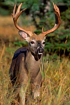 White tailed deer buck {Odocoileus virginianus} Anticosta Is Canada Quebec