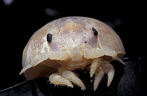 Isopod {Tylos granulotus} on kelp. South Africa