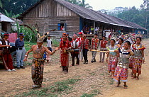 Tribal dance welcoming ceremony Iban village W Kali Borneo Indonesia not model released