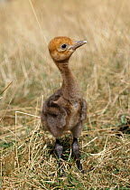 2- week-old Stanley crane chick {Anthropoides paradisea) captive occurs Southern Africa, VU