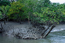 Mangrove swamps Sundarbans West Bengal India