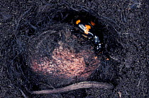 Burying beetle {Nicrophorus sp} in underground chamber with dead mouse to lay eggs on