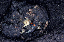Burying beetle {Nicrophorus sp} larvae, 8 days old, feeding on buried dead mouse
