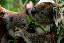 Koala bears feeding in tree {Phascolarctos cinereus} captive Australia