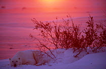 Polar bear resting at sunset {Ursus maritimus} Arctic
