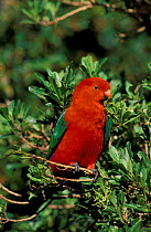 King parrot male {Alisterus scapularis} Australia