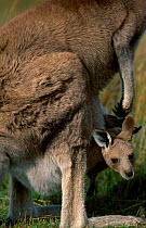 Eastern grey kangeroo with joey {Macropus giganticus} Australia Wilsons Promontory NP Victoria