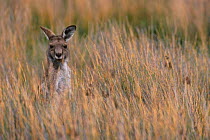 Eastern grey kangeroo in grass {Macropus giganticus} Australia Wilsons Promontary NP Victoria