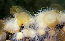Mastigias jellyfish caught by anemones {Mastigias sp} Palau Western Pacific Islands