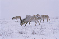 Saiga antelope in snow storm {Saiga tatarica} captive, ocurr Kazakhstan steppe, Russia