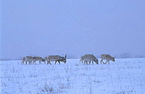 Saiga antelope in snow storm {Saiga tatarica} captive Czech Republic native to Kazakhstan