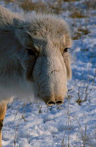 Saiga antelope female {Saiga tatarica} captive Czech Republic native to Kazakhstan steppe