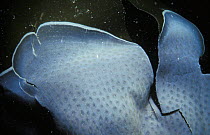 Sea mat (bryozoan) {Membranipora membranacea} on kelp Sark Channel Is UK