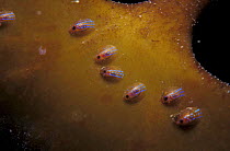 Blue rayed limpets on seaweed {Patina pellucida} Jersey, Channel Is