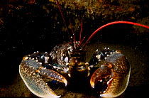 European lobster {Homarus gammarus} Jersey Channel Is UK
