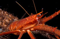Long clawed squat lobster {Munida rugosa} Loch Linnhe Scotland