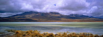 Andean & James flamingoes {Phoenicoparrus andinus & jamesi} Laguna Hedionda Bolivia