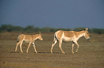 Indian wild ass / Khur {Equus hemionus khur} Wild Ass Sanctuary, Thar Desert, India