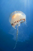 Compass jellyfish {Chrysaora hyoscella} Jersey, Channel Isles
