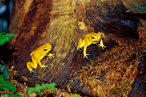Golden poison dart frogs {Phyllobates terribilis} Jersey Zoo UK