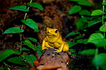 Golden poison dart frog {Phyllobates terribilis} Jersey Zoo UK