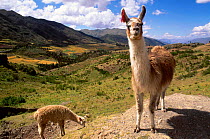 Llamas {Lama glama} Cusco Andes Peru