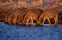 Common / Burchells zebra drinking at sunset {Equus burchelli} Etosha Namibia