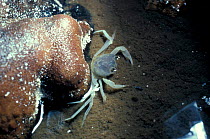 White cave crab {Crustacea} Mulu caves, Sarawak, Indonesia Janibusan cave