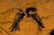 Sand martin pair with young at nest hole {Riparia riparia} Czech republic