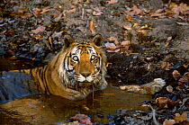 Male Bengal tiger Charger {Panthera t tigris} resting in water Bandhavgarh NP India